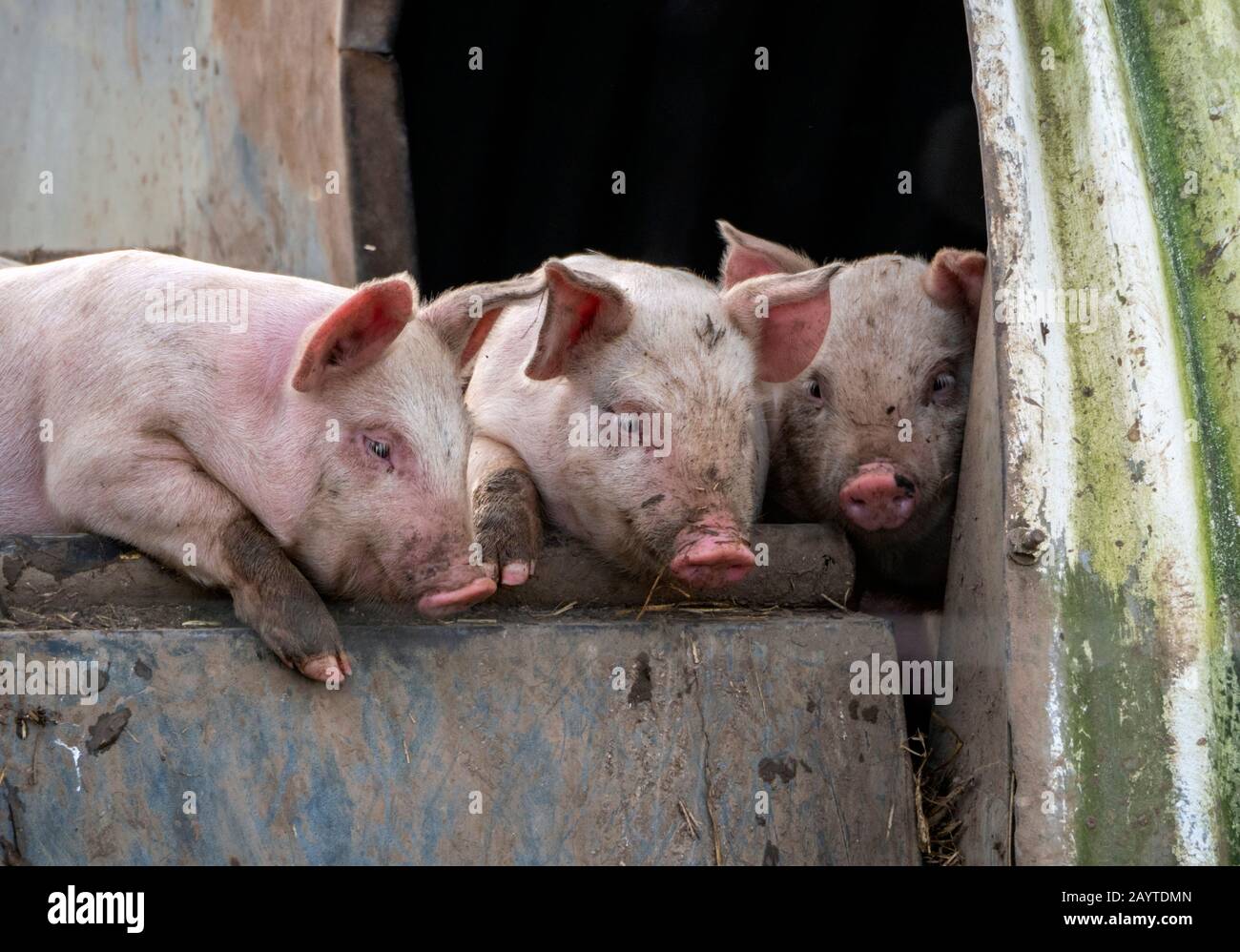 Three little pigs: domestic pigs, which are omnivores, are highly social and intelligent mammals similar, biologically, to humans. Stock Photo
