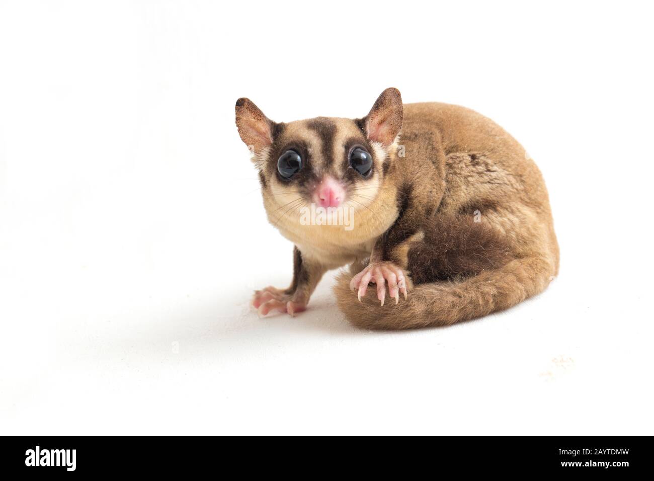 Sugar glider - Petaurus breviceps isolated on white background Stock