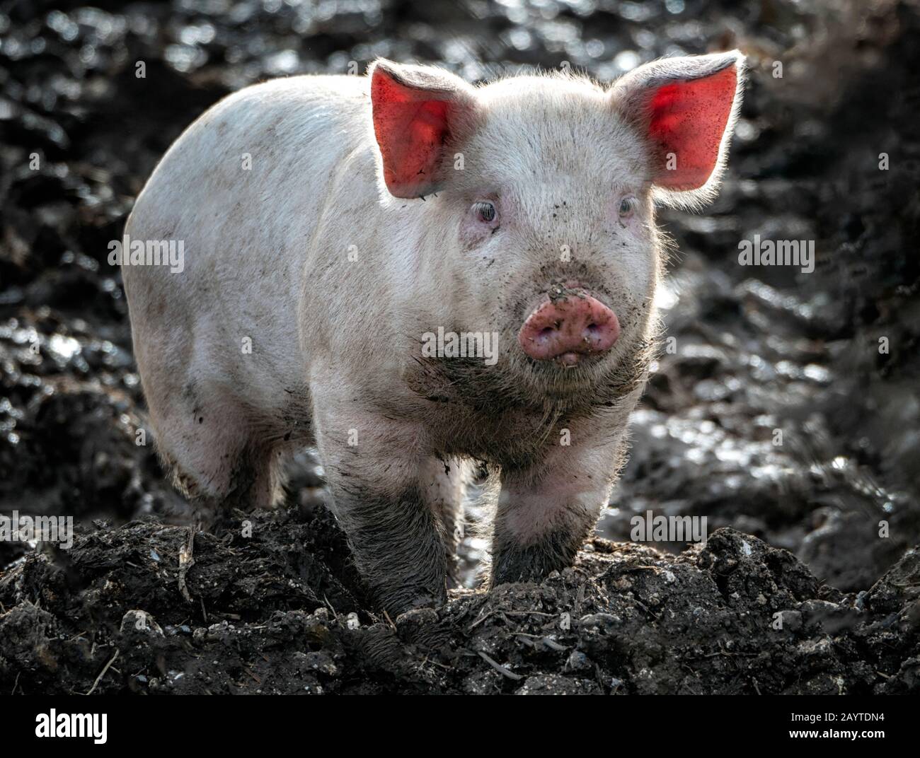 Cute, pink piglet wallowing in mud: domestic pigs, which are omnivores, are highly social and intelligent mammals similar, biologically, to humans. Stock Photo