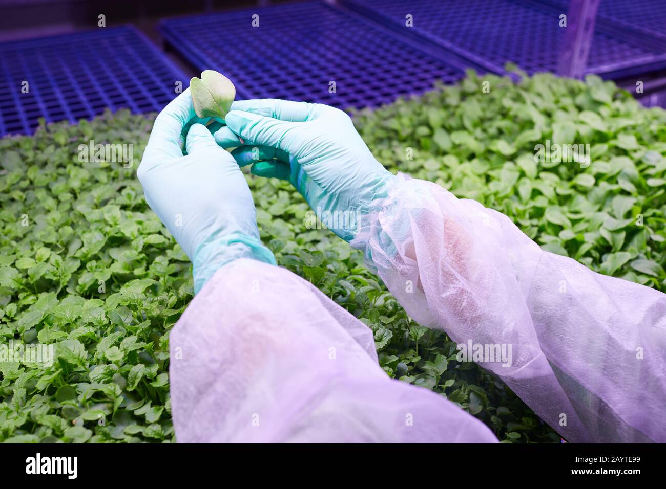Close up of female hands holding green leaf over sprouts tray in nursery greenhouse, copy space Stock Photo