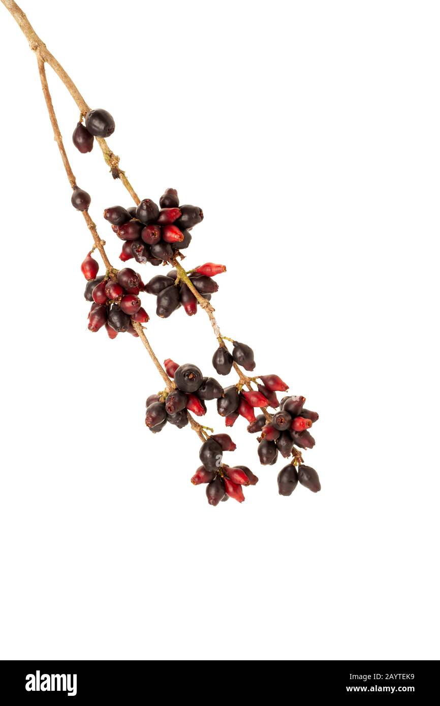 bunch of Syzygium cumini, black plum, jamun or Syzygium cumini isolated on white background Stock Photo