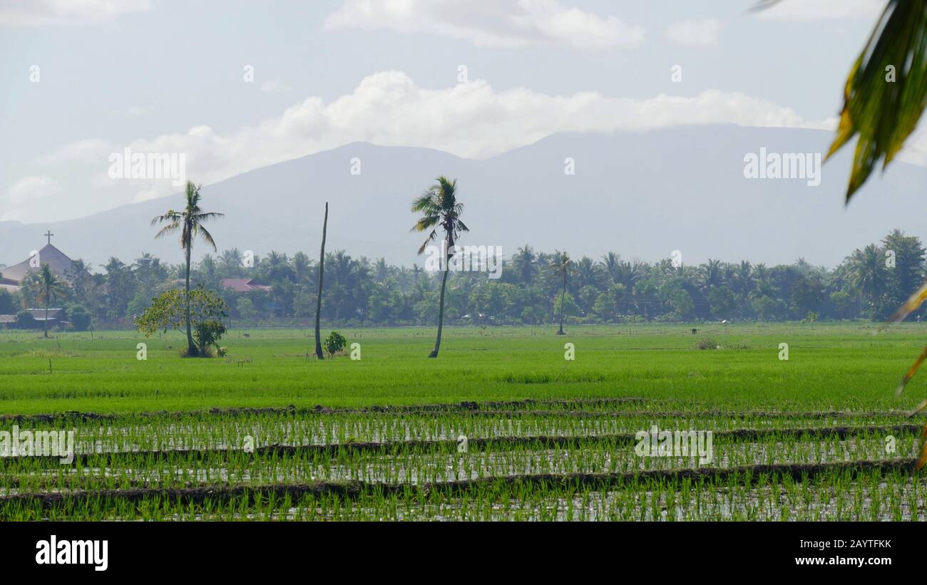 Siargao Rice Field Scenic view of green ricefields in the Philippines Stock Photo - Alamy