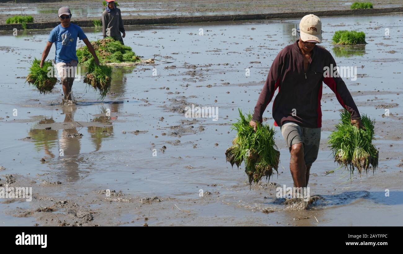 Wade Rice Banay Banay, Davao Oriental, Philippines - March 2016: Farm workers ...
