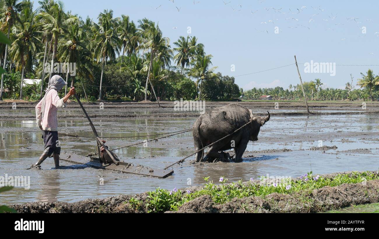 Banay Banay, Davao Oriental, Philippines - March 2016: A farmer plows the ricefield with the carabao, known to be a beast of burden. Stock Photo