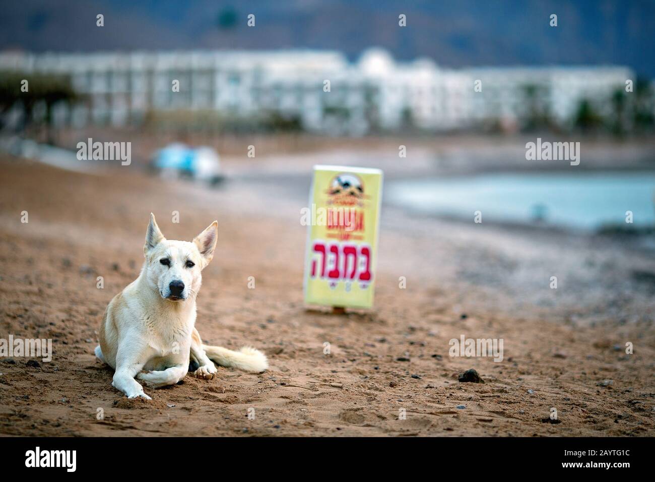 Dog in the beach in Bedouin camp. Res Shitan. Nuweiba. Egypt Stock Photo