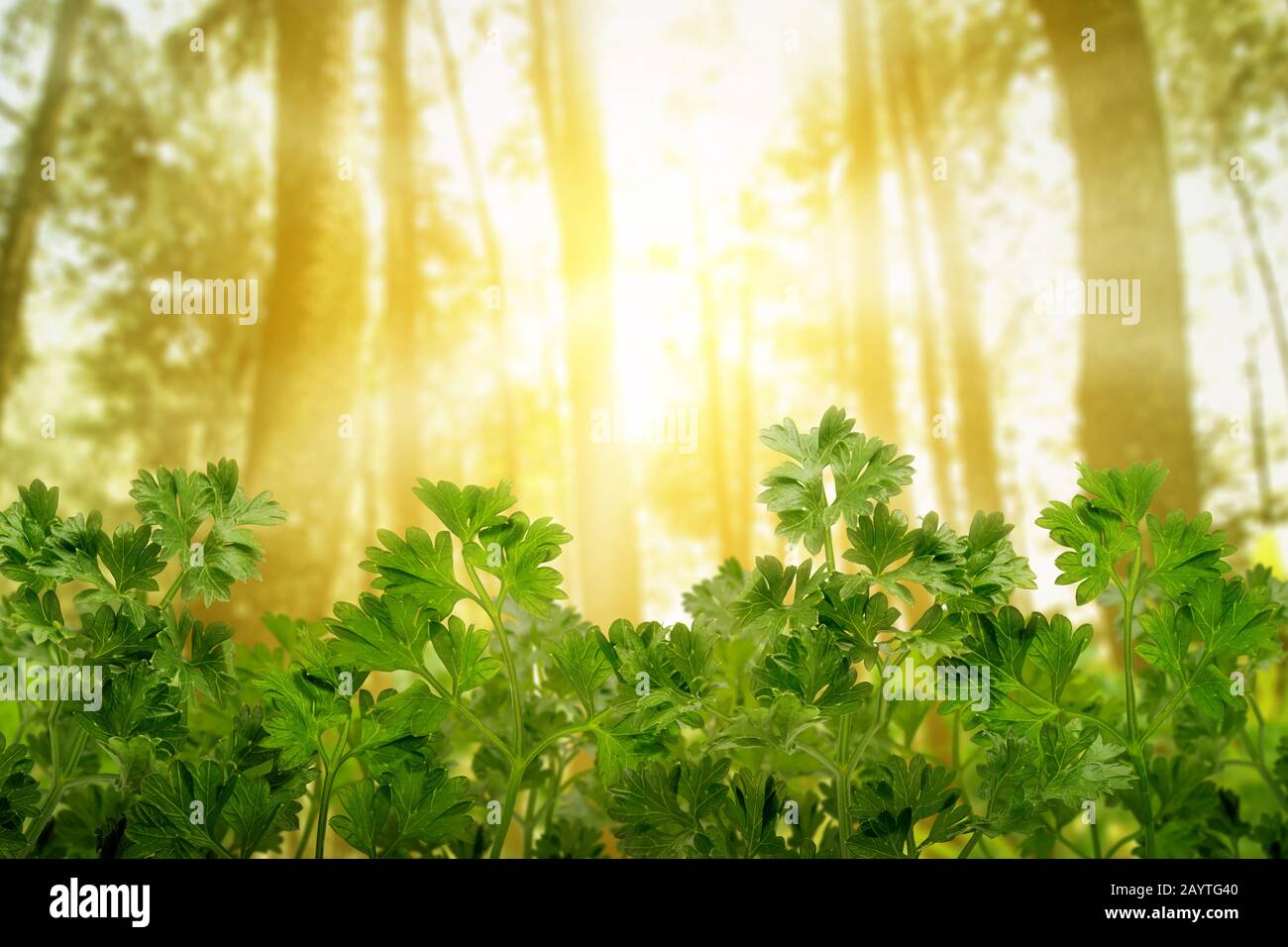 Parsley leaf in the forest Stock Photo Alamy