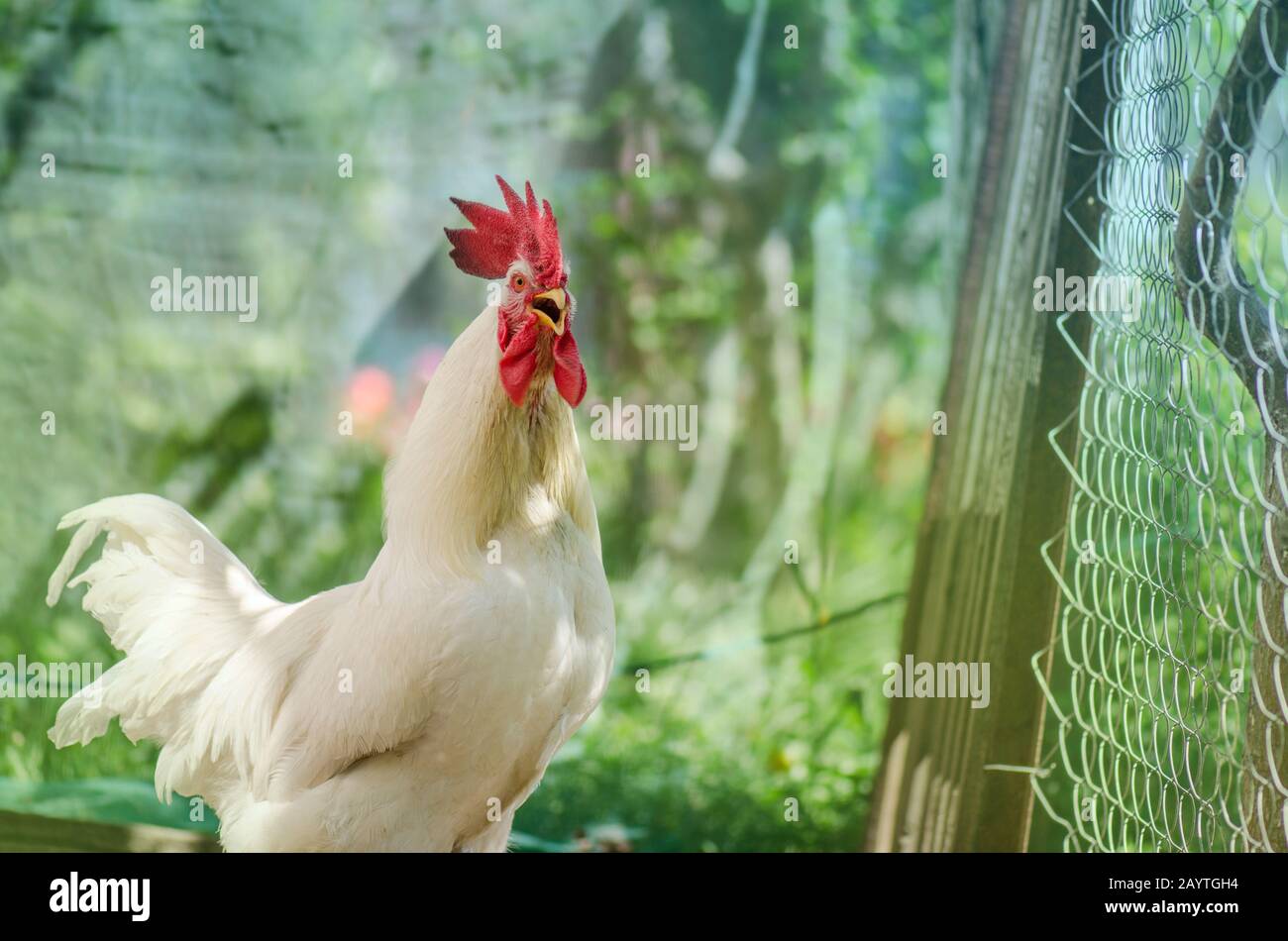 Rooster chicken cockcrow. Crowing rooster in the farmyard Stock Photo ...