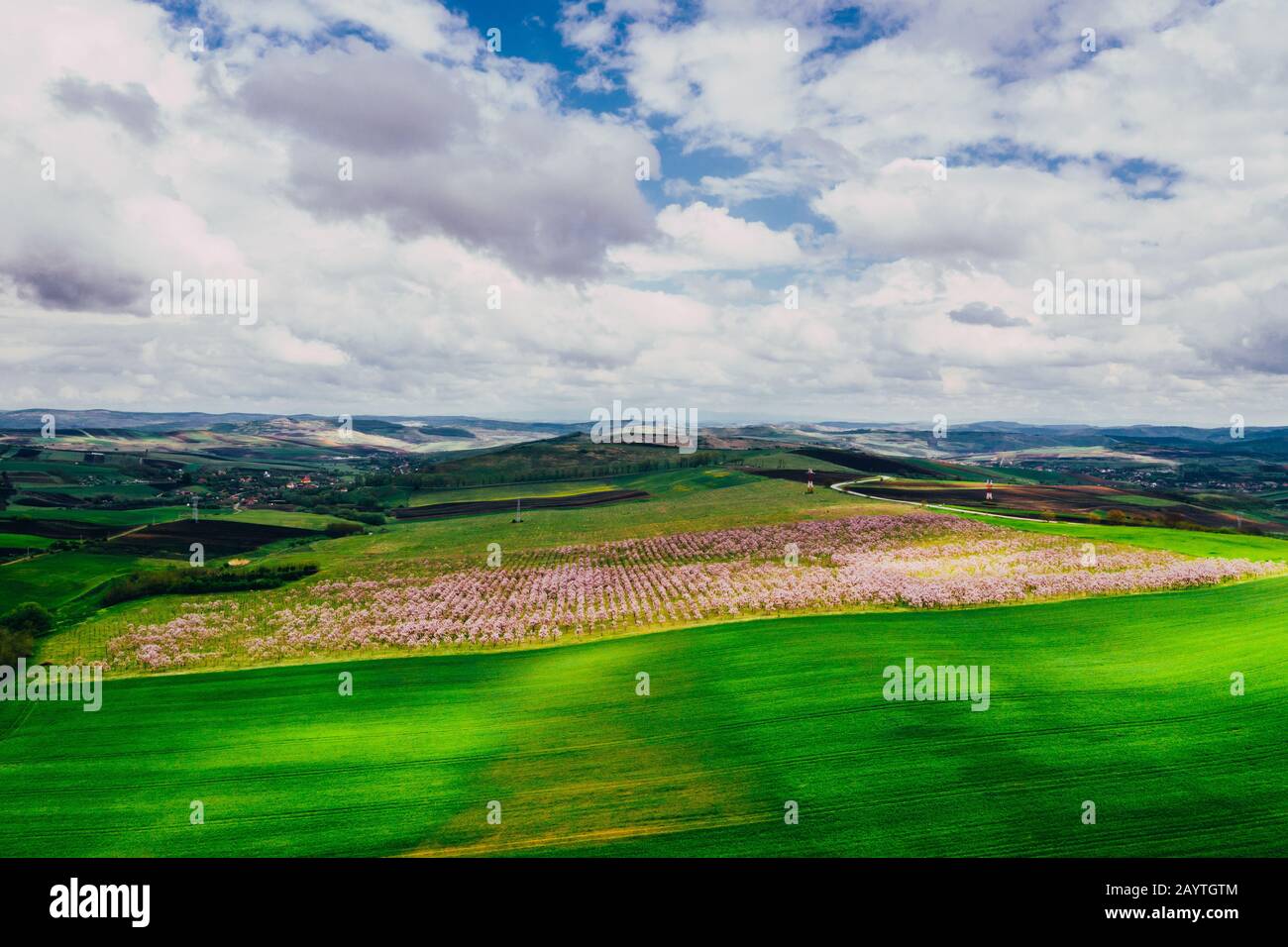 Drone view of wisteria fields Stock Photo