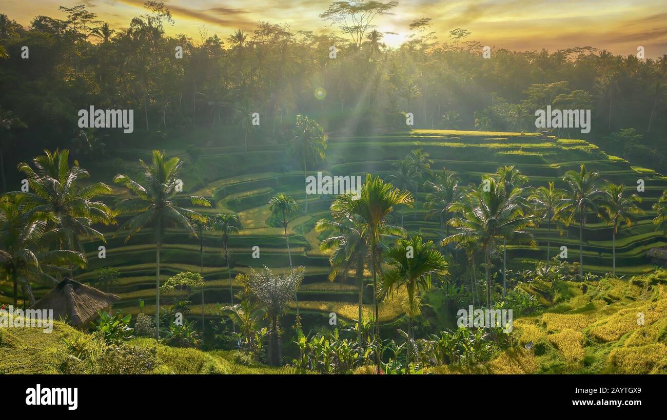 Road view of a beautiful sunrise over terraced rice paddies, with sunbeams adding golden glow to the backlit tropical landscape. Near Ubud, Bali. Stock Photo