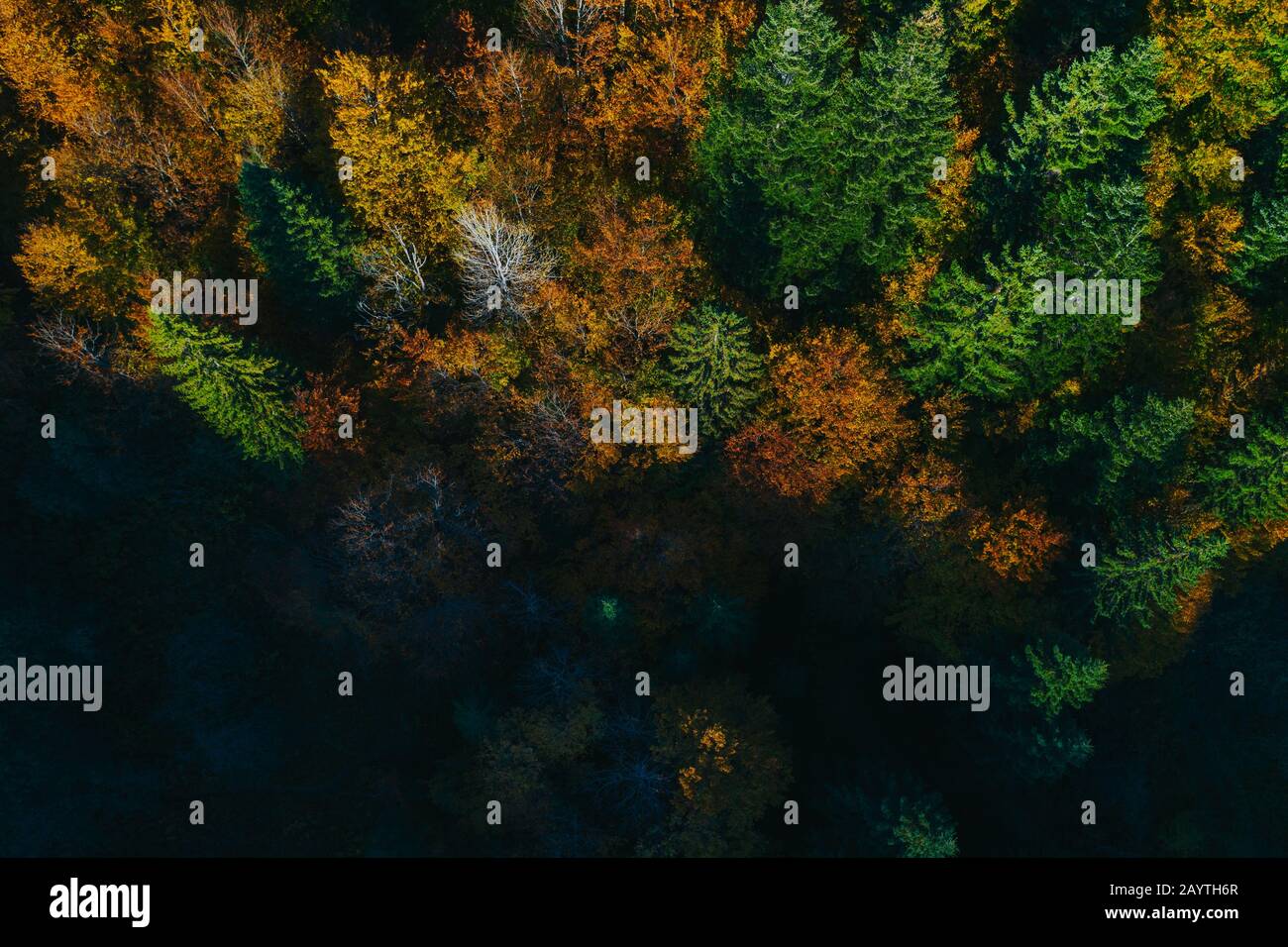 Aerial view of autumn colorful tree tops and pines. Stock Photo