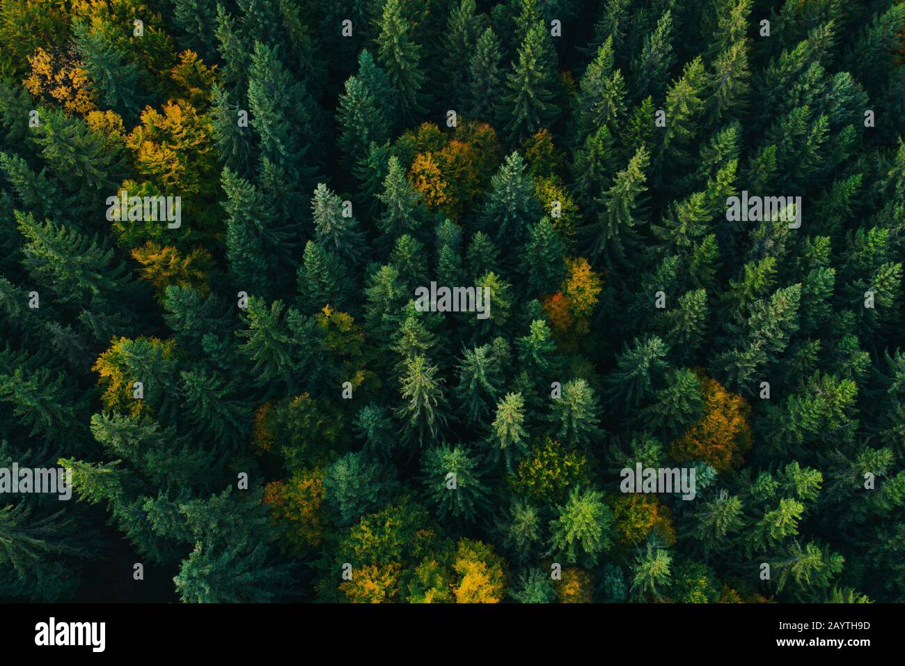 Aerial view of autumn colorful tree tops and pines Stock Photo - Alamy