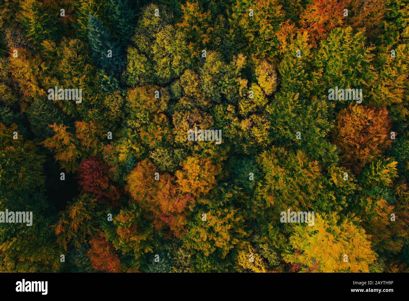 Aerial view of autumn colorful tree tops and pines. Stock Photo