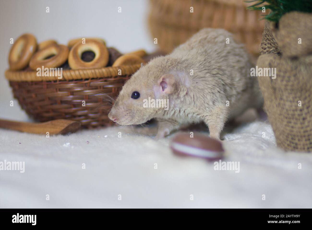 Sanitary flour hi-res stock photography and images - Alamy