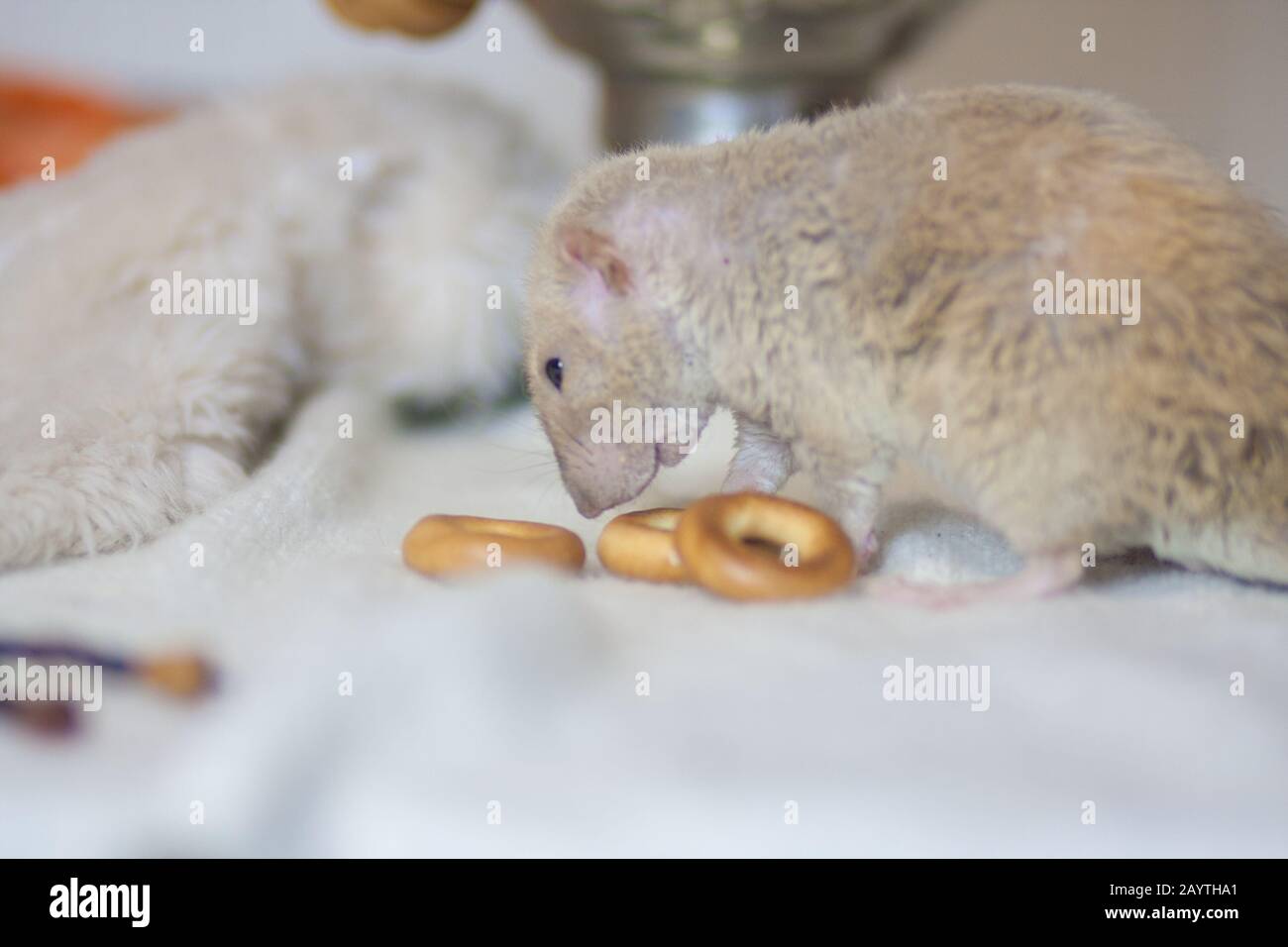 The rat eats food. Drying flour and tasty Stock Photo - Alamy