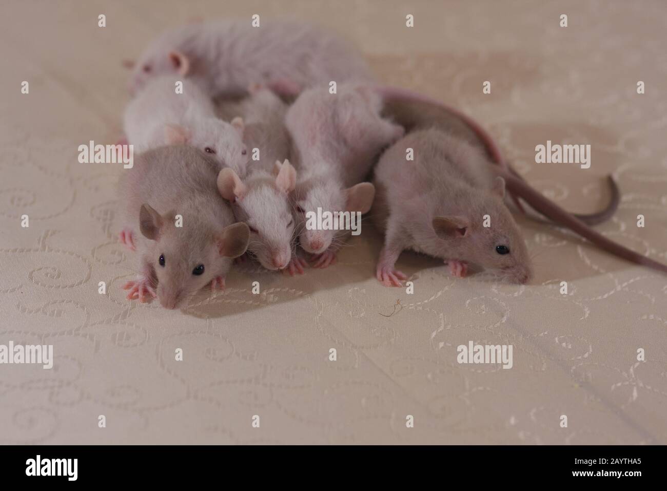 Sanitary flour hi-res stock photography and images - Alamy