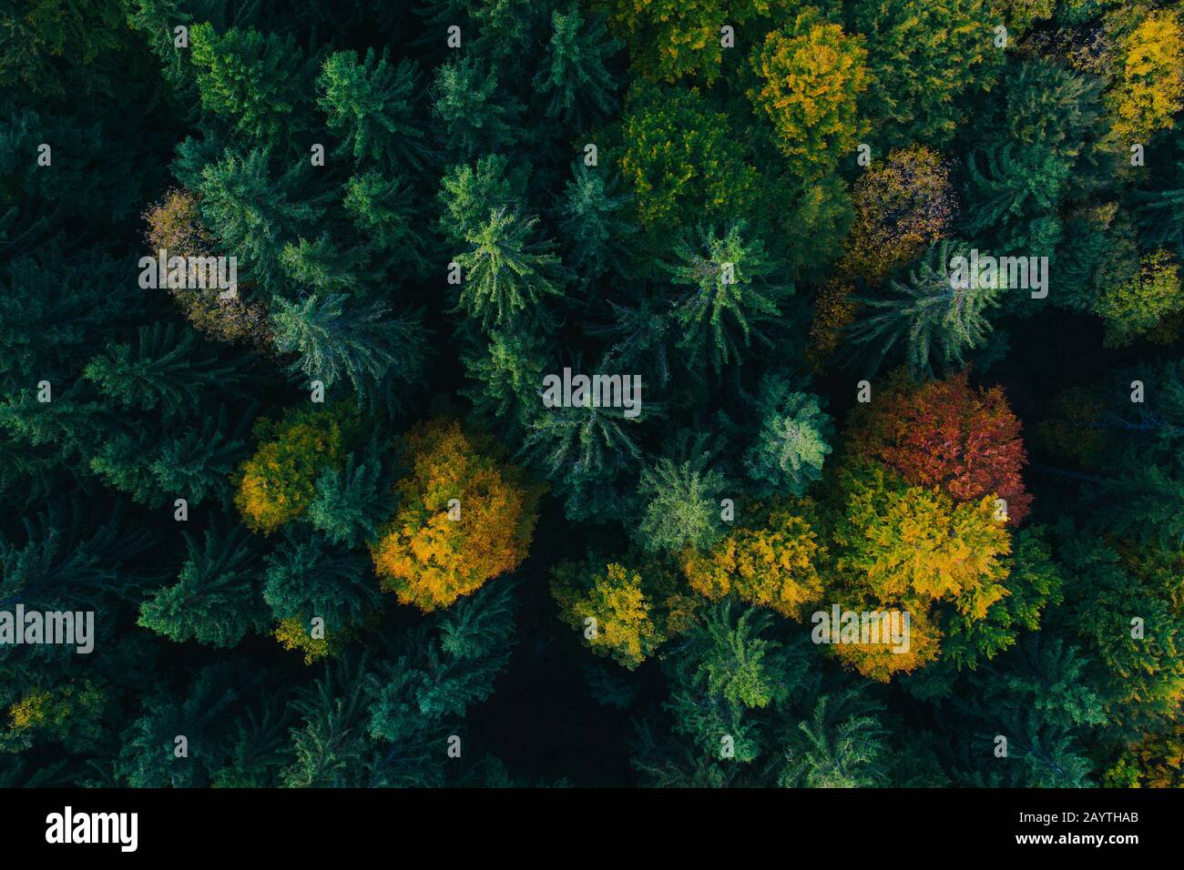 Aerial view of autumn colorful tree tops and pines. Stock Photo