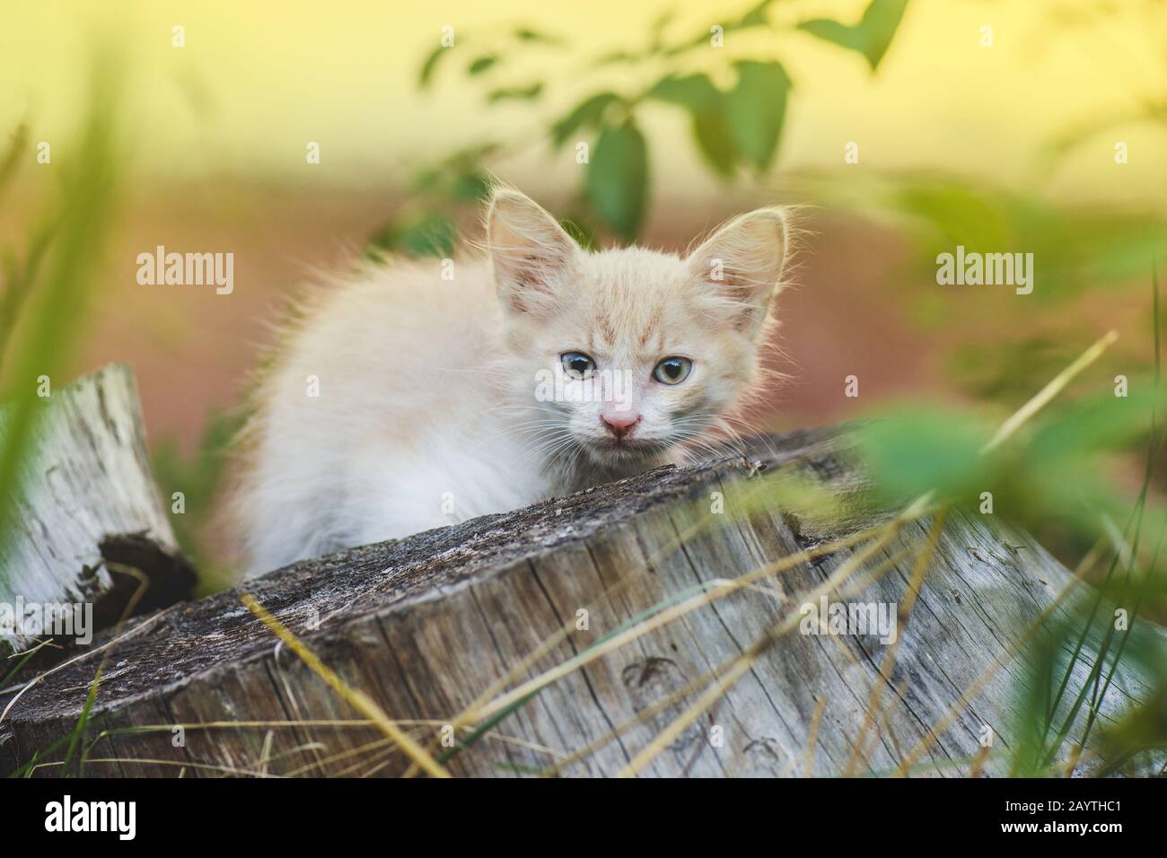 Beautiful cute brown kitten sitting in garden. Kitten lying on a grass ...