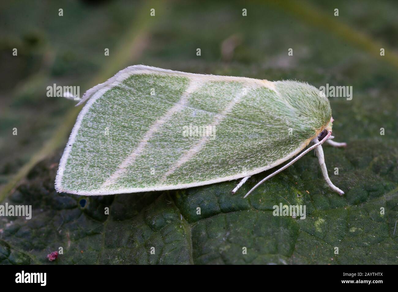 Few silver lines, Bena bicolorrana, nocturnal butterfly of the Nolidae family, perched on a green leaf. Spain Stock Photo