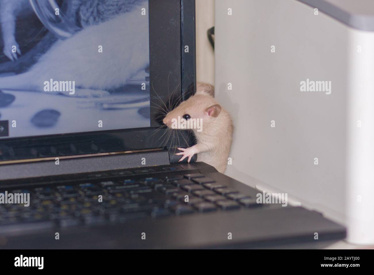 Rat on the computer. Funny mouse climb up and down laptop Stock Photo -  Alamy
