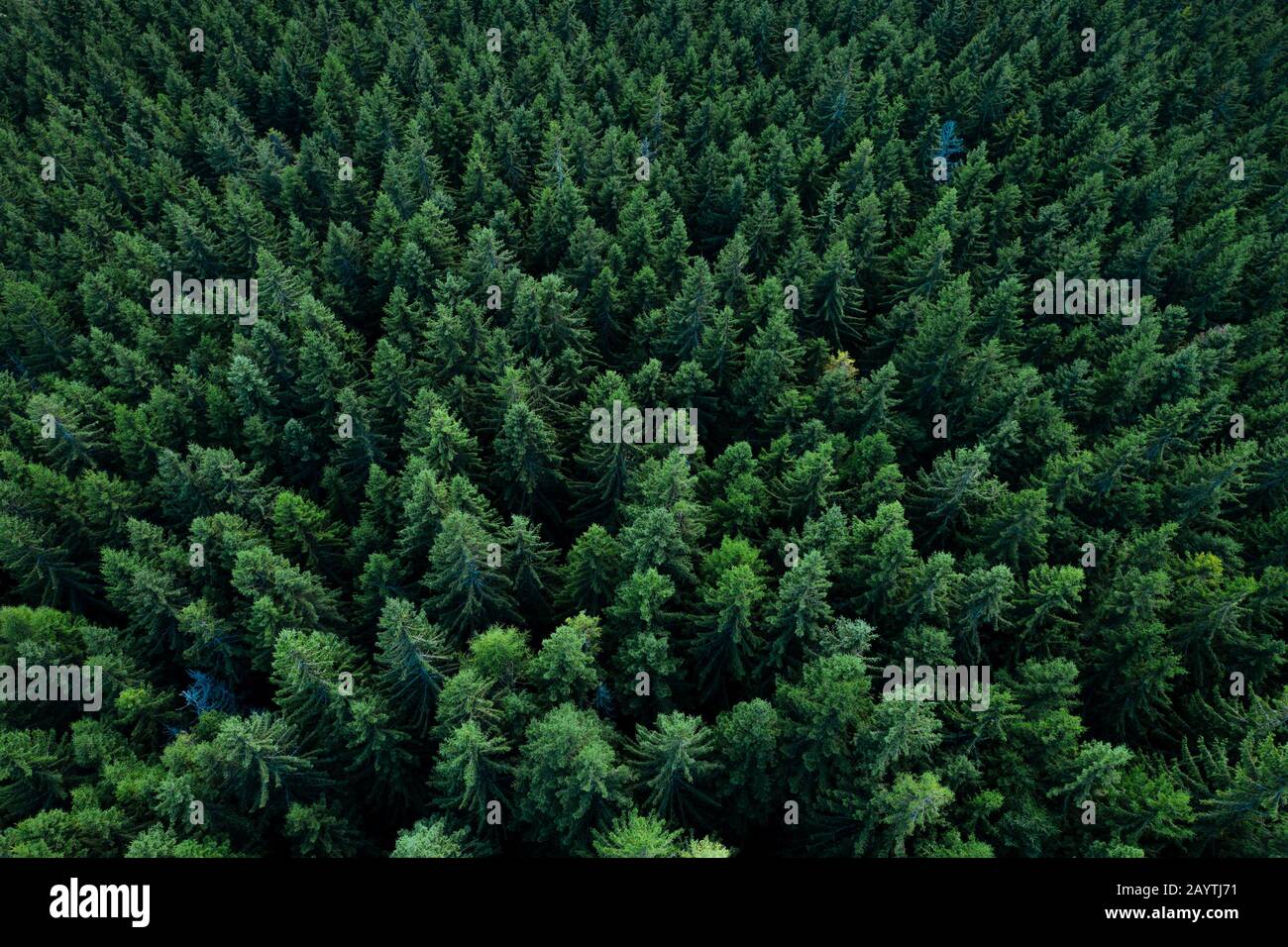 Pine tree tops seen from a drone Stock Photo