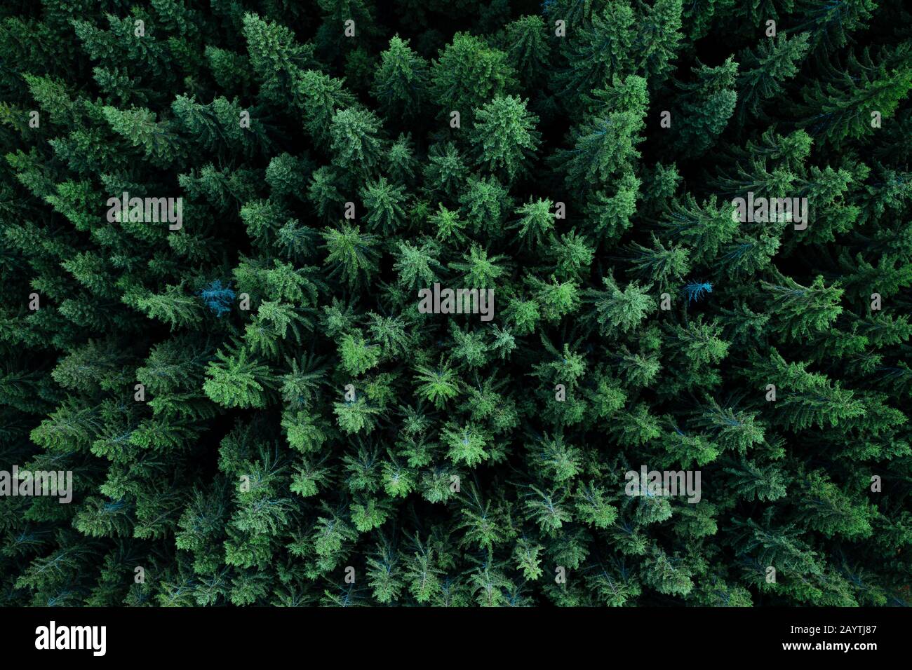 Pine tree tops seen from a drone Stock Photo