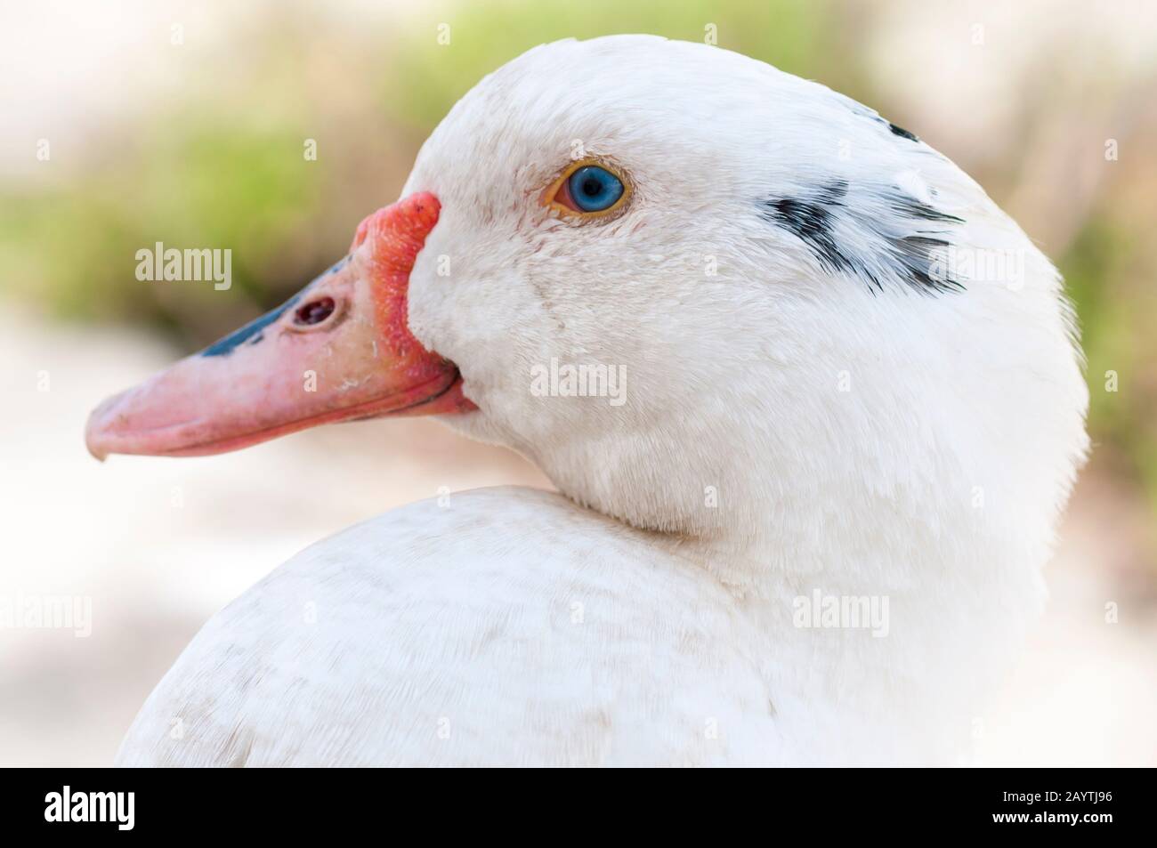 Portrait of friendly tamed wild white duck with orange beak in profile