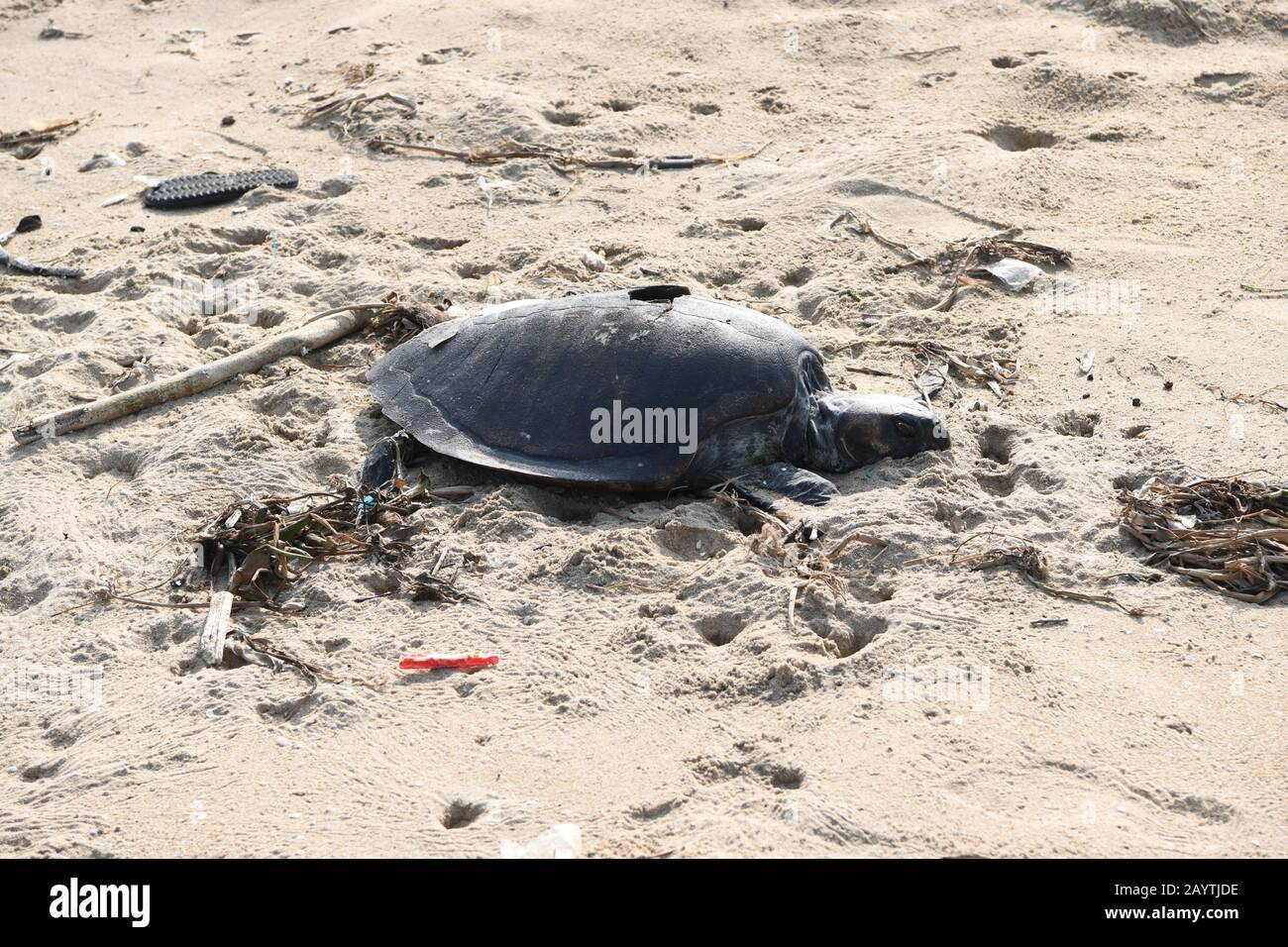 Dead Turtle. Caught, entangled then drowned in fishing nets then dumped or washed up on the beach. Southern India Stock Photo
