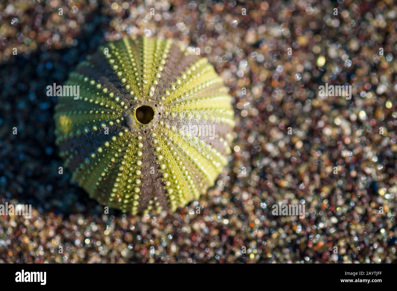 Shell of a green sea urchin resting in fine pebble sand on a beach in the Galapagos Islands Stock Photo