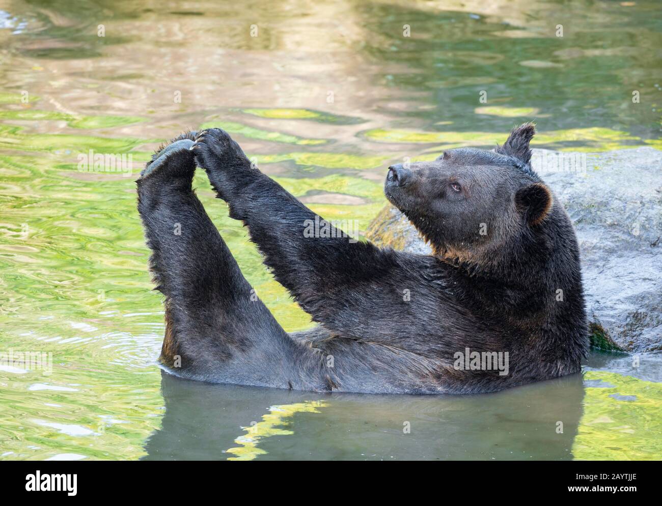European Brown bear (Ursus arctos) lies in the water, captive, Bavarian Forest National Park, Bavaria, Germany Stock Photo