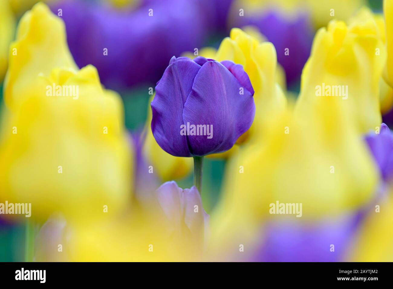 Tulips (Tulipa), yellow and purple flowers, bed, North RhineWestphalia