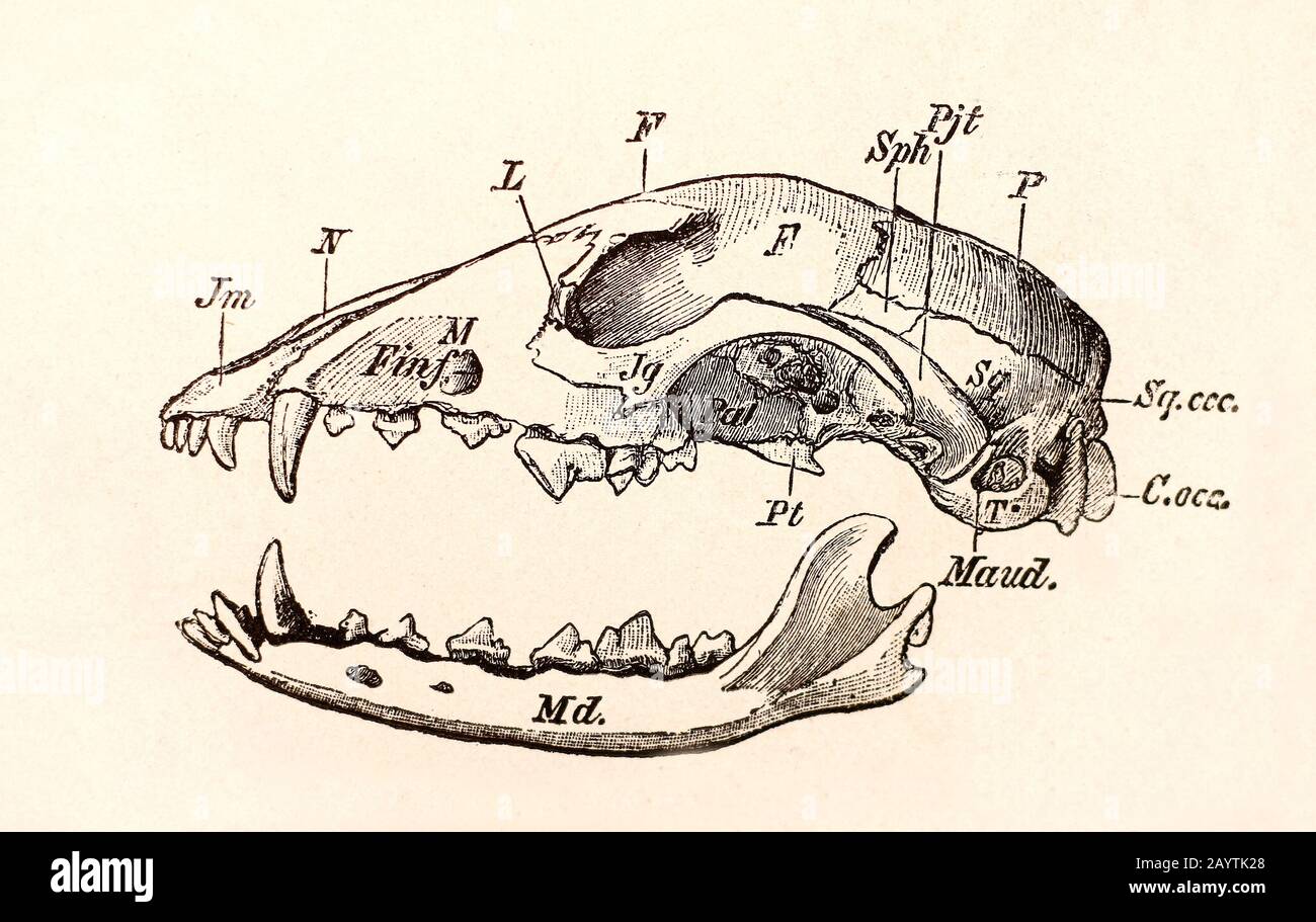 Dog skull hi-res stock photography and images - Alamy