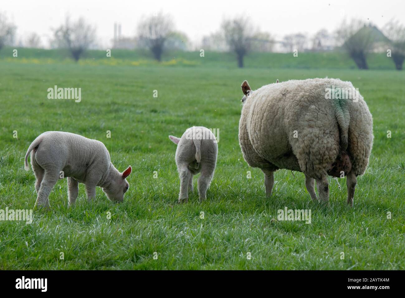 Mother Sheep And Lambs Around Abcoude The Netherlands 2019 Stock Photo ...