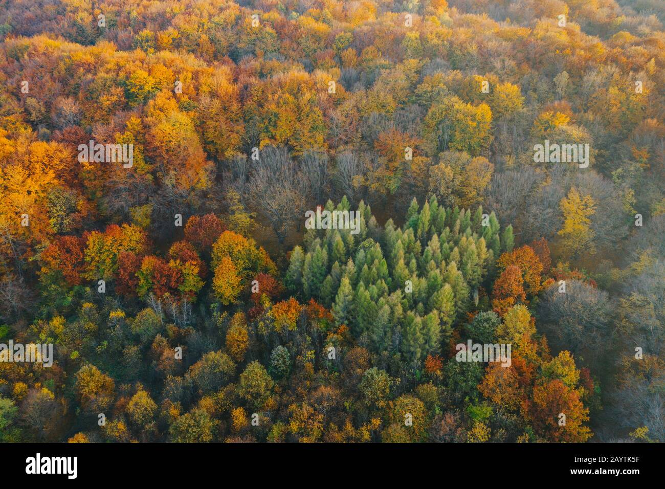 Colorful trees of autumn seen from a drone. Trees planted in the shape of a heart. Stock Photo