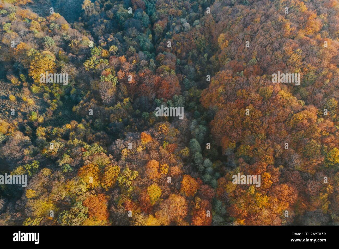 Colorful trees of autumn seen from a drone Stock Photo - Alamy