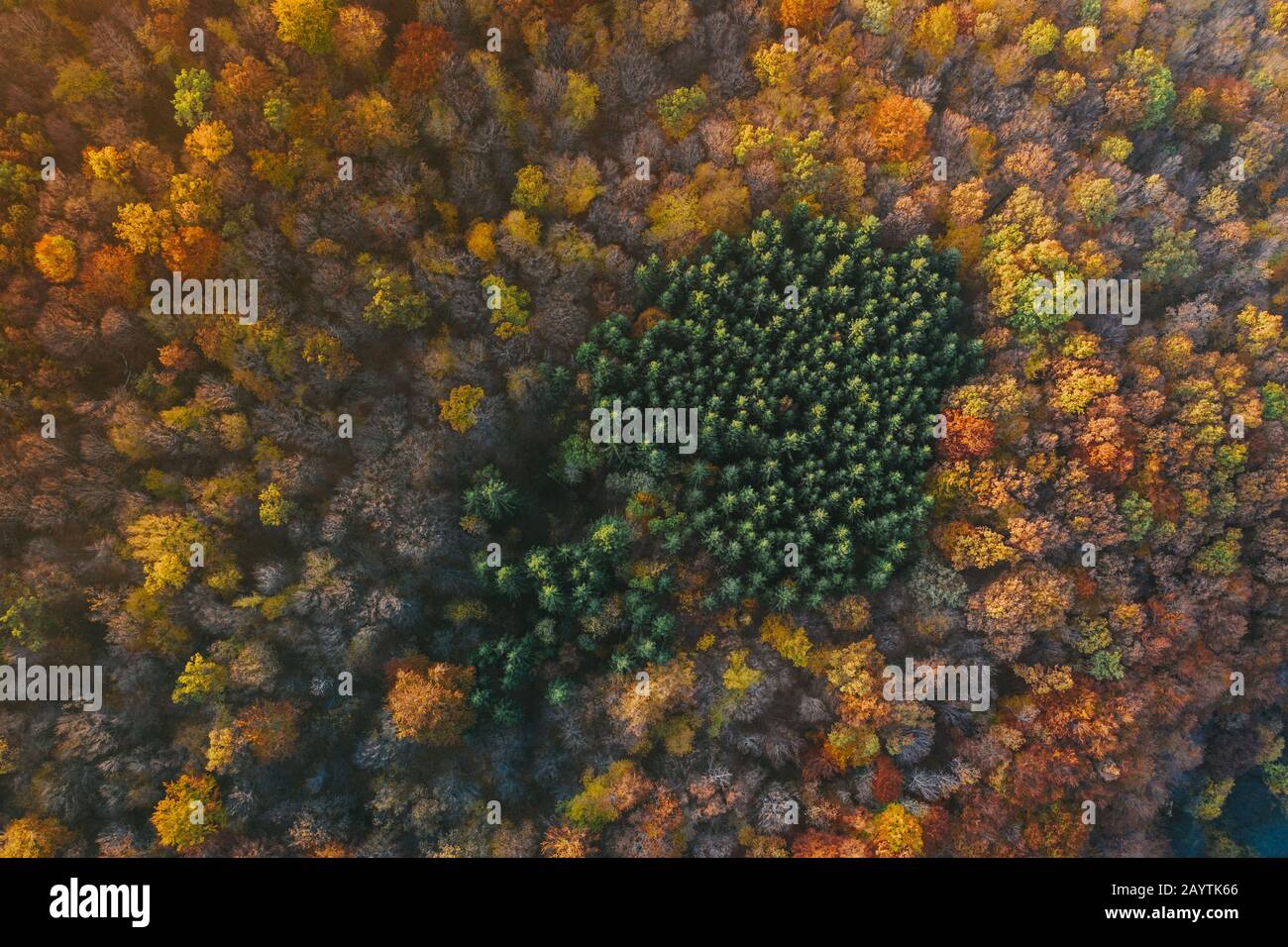 Colorful trees of autumn seen from a drone Stock Photo - Alamy