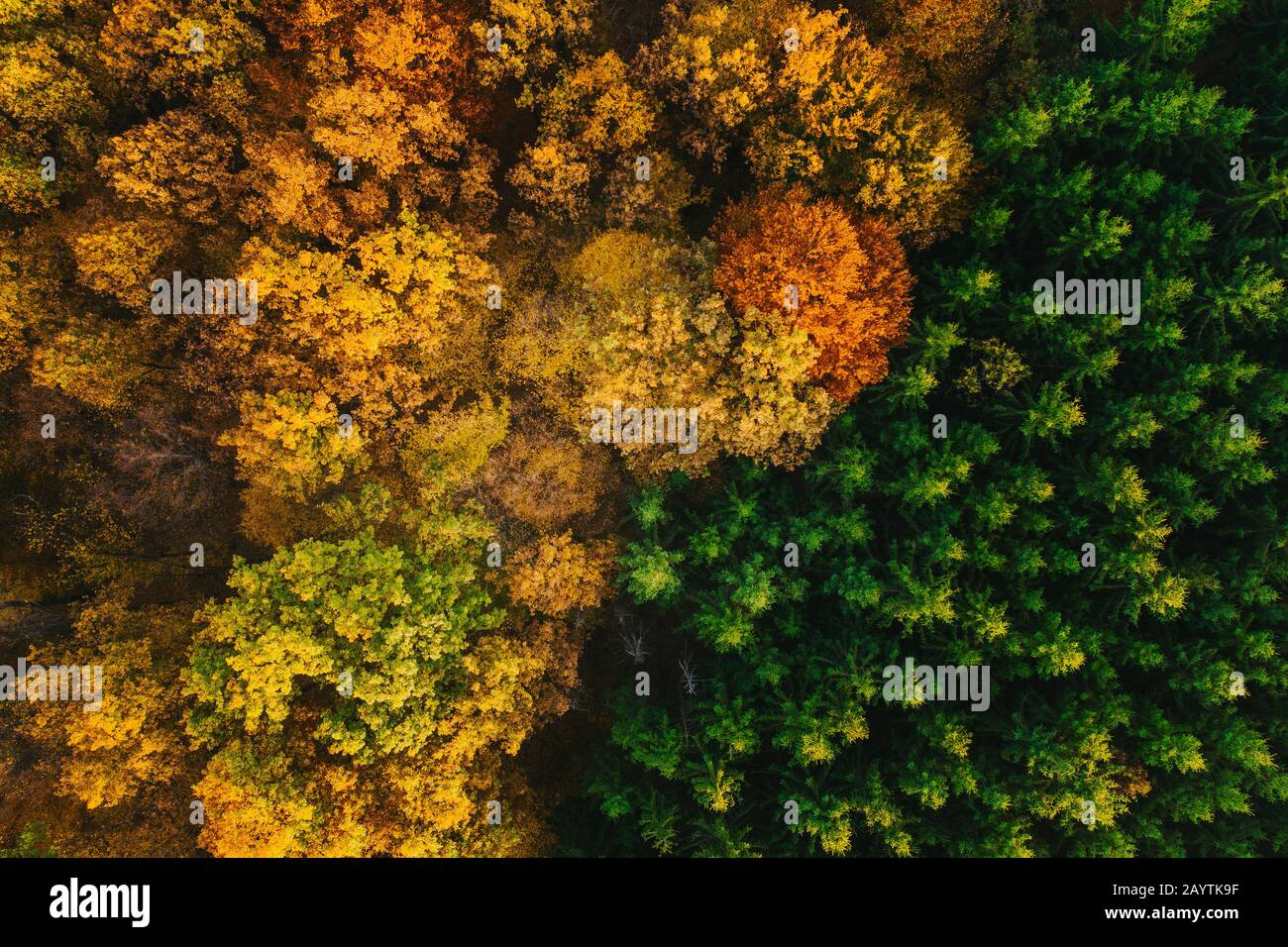 Colorful trees of autumn seen from a drone. Stock Photo