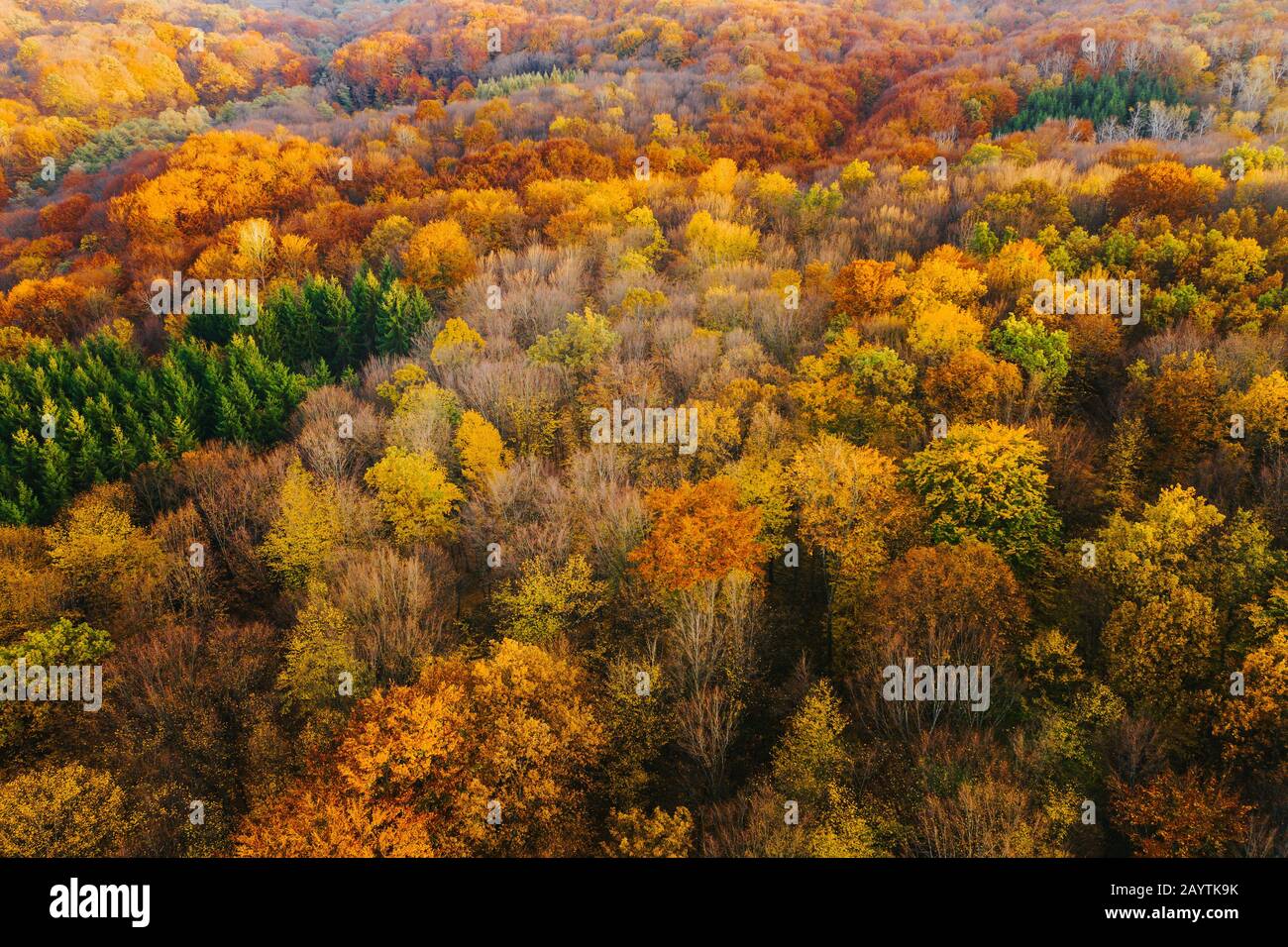 Colorful trees of autumn seen from a drone Stock Photo - Alamy