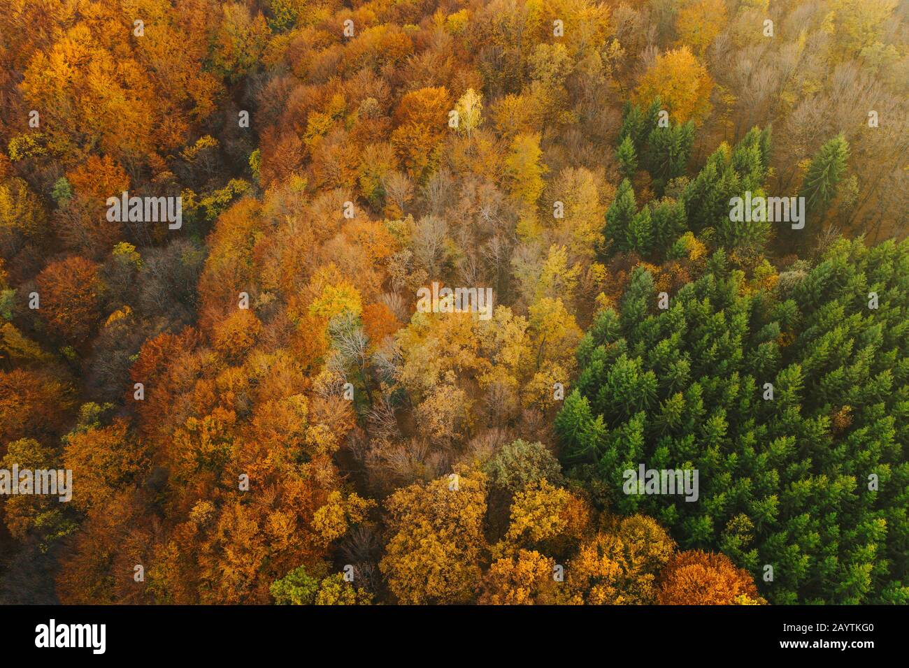 Colorful trees of autumn seen from a drone Stock Photo - Alamy