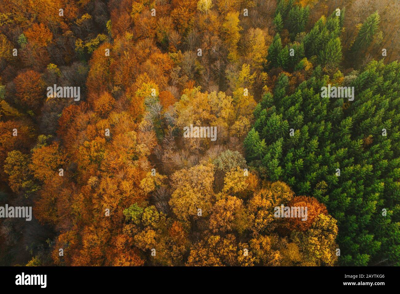 Colorful trees of autumn seen from a drone. Stock Photo