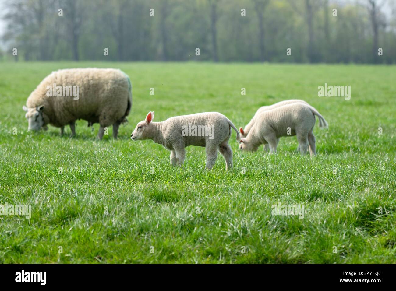 Mother Sheep And Lambs Around Abcoude The Netherlands 2019 Stock Photo ...