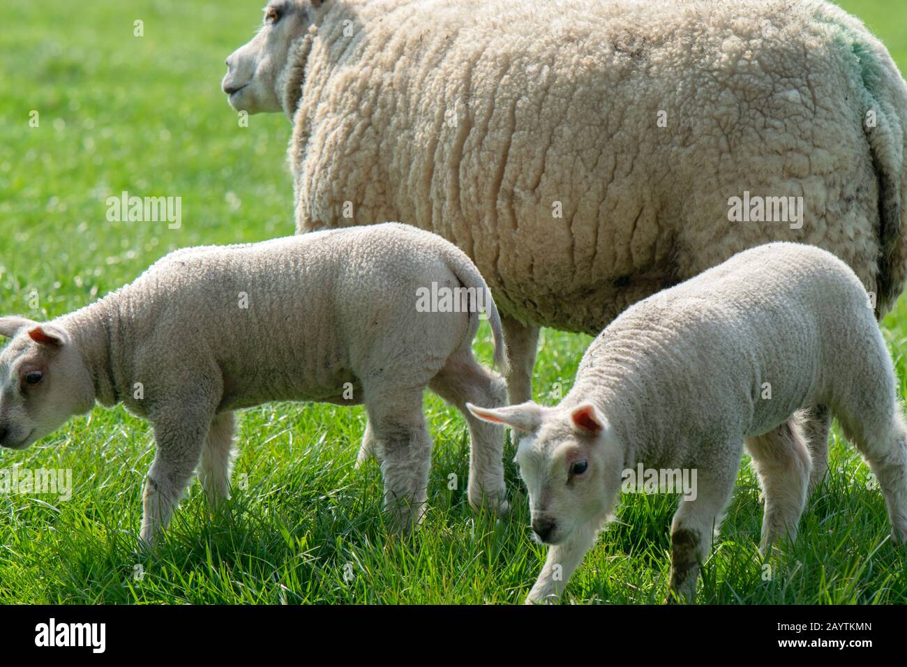 Mother Sheep And Lambs Around Abcoude The Netherlands 2019 Stock Photo ...