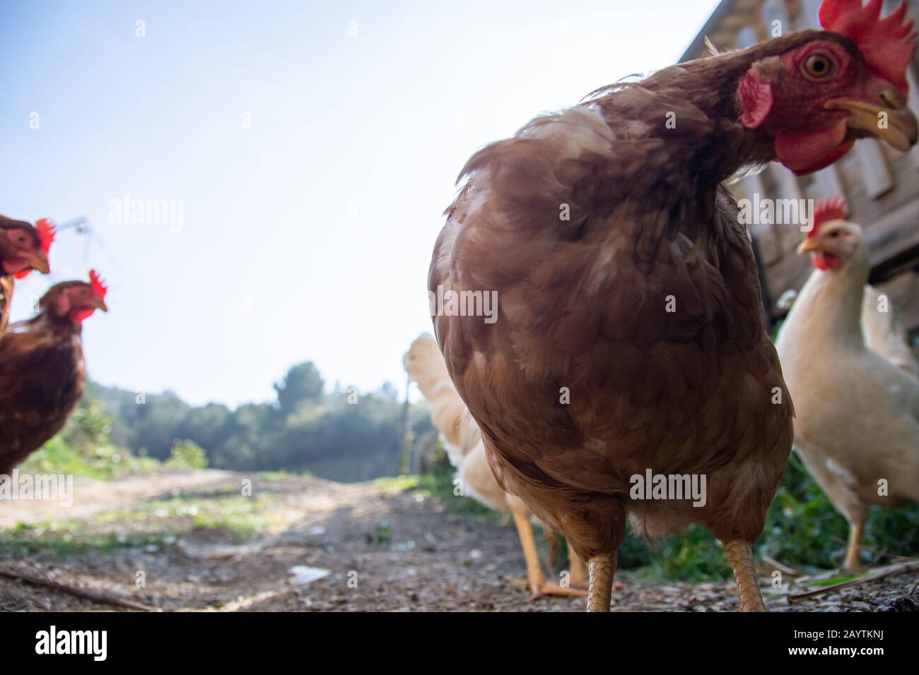 Hens raised in freedom and fed with organic food, space copy Stock Photo