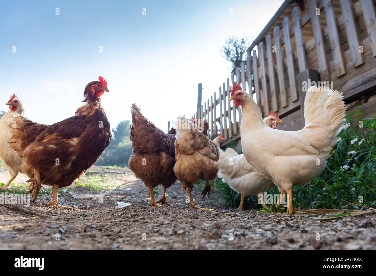 Hens raised in freedom and fed with organic food,Hens roosters and chickens Stock Photo