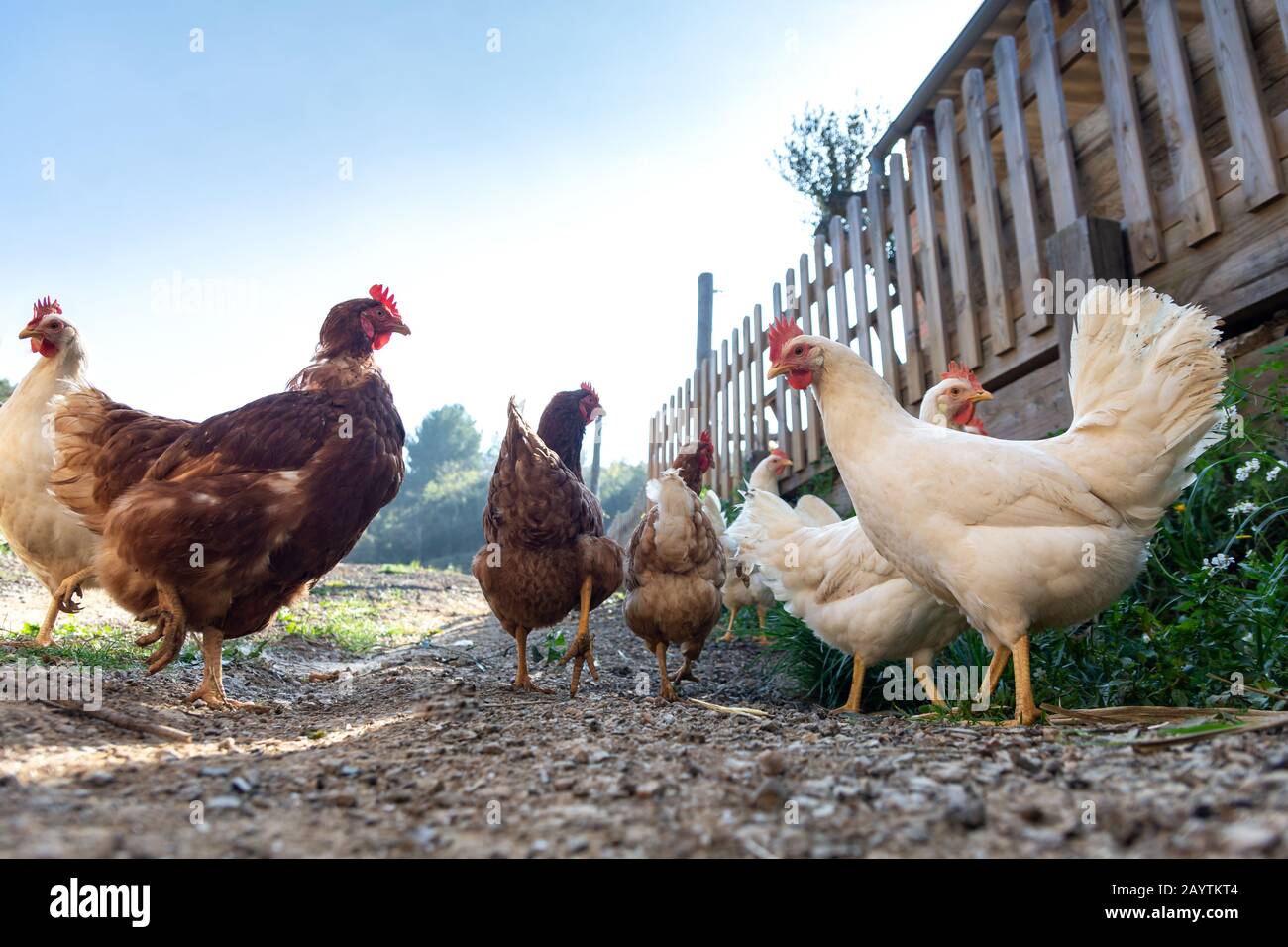 Hens raised in freedom and fed with organic food,Hens roosters and chickens Stock Photo