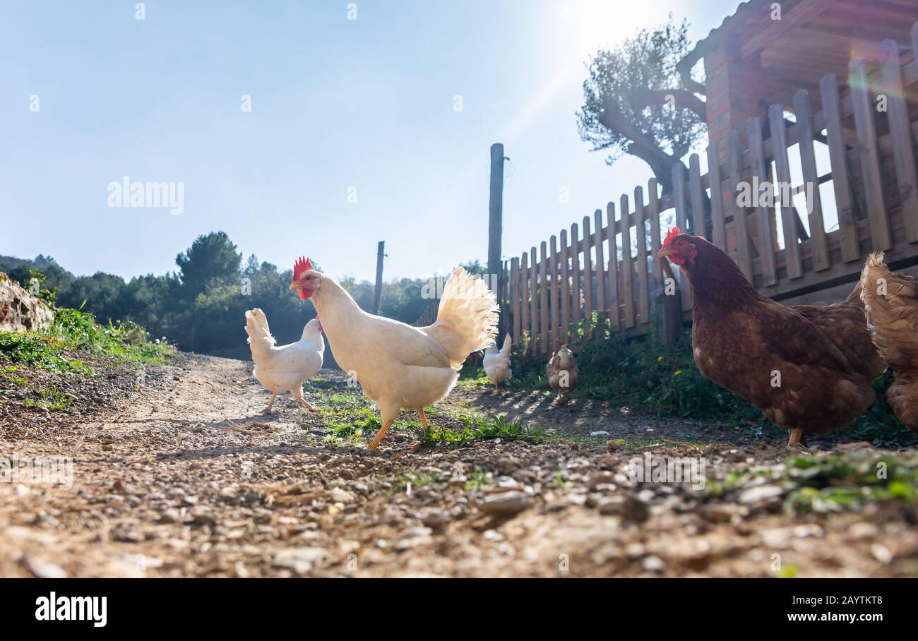 Hens raised in freedom and fed with organic food,Hens roosters and chickens Stock Photo