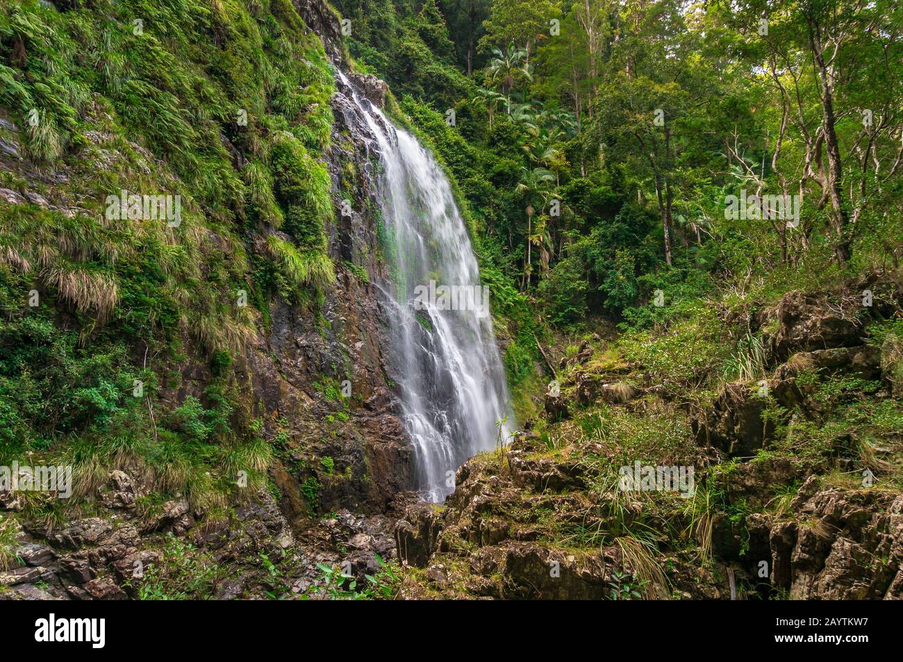 Secluded tropical waterfall in rainforest nature background. Red Cedar Falls in Dorrigo National Park, Australia Stock Photo