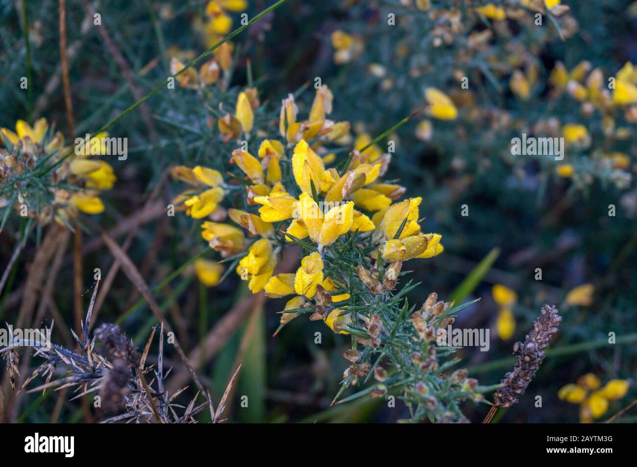 Close up of yellow bright flowers on a tree with morning dew. Native plants of Tasmania Stock Photo