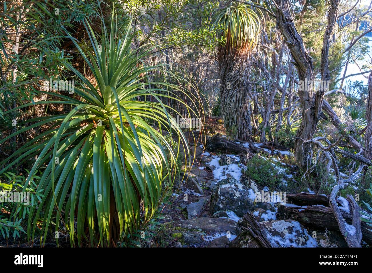 Tasmania Bush Reeds Tasmania bush track hi-res stock photography and images - Alamy