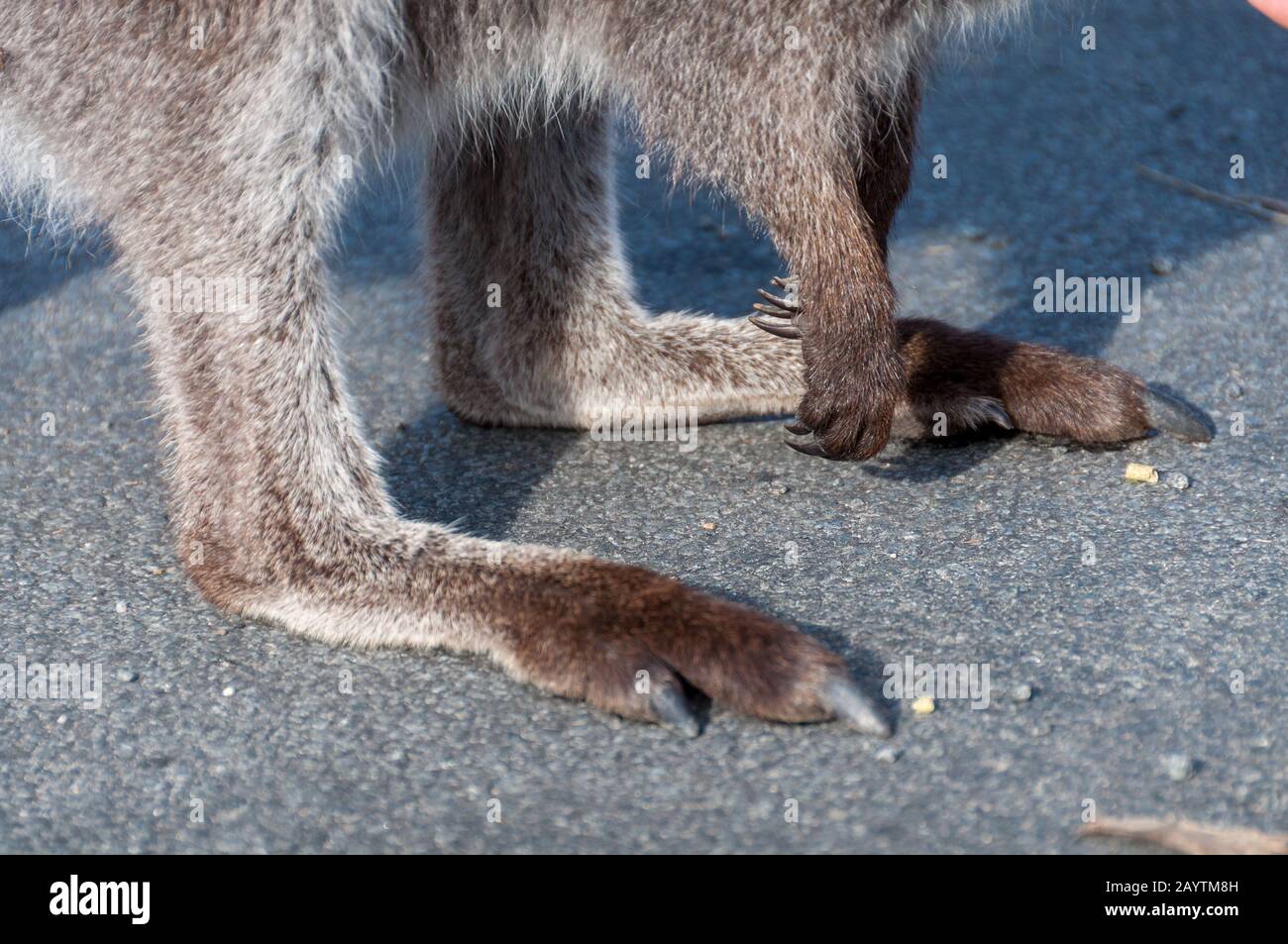 Close up of grey wallaby, kangaroo paws with claws. Australian wildlife  details background Stock Photo - Alamy