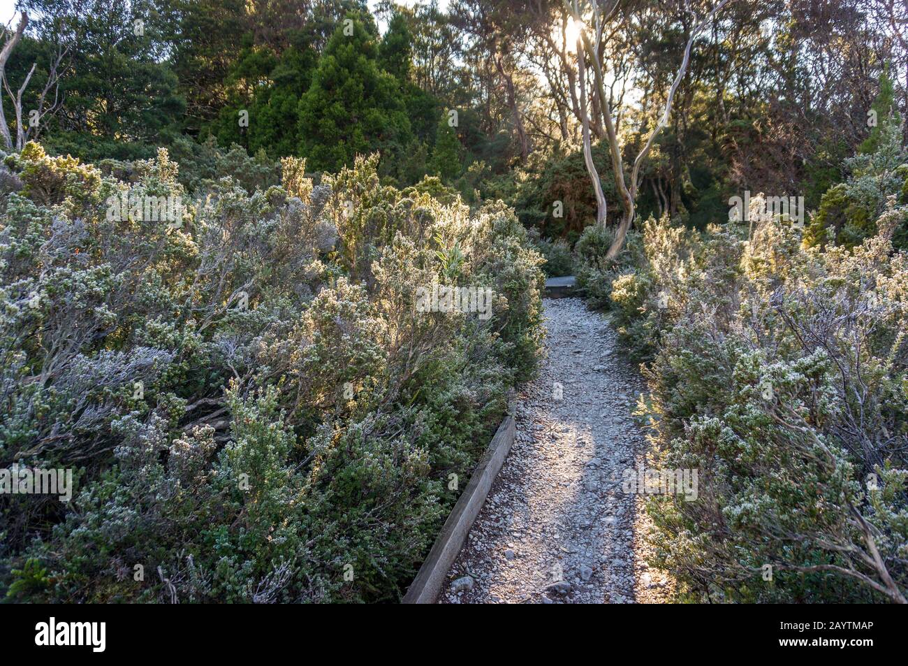 Hiking path in the bush at winter. Trekking tourist infrastructure in Tasmania, Australia Stock Photo